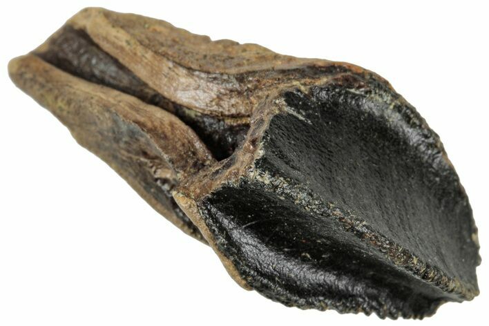 Fossil Triceratops Tooth with Partial Root - Wyoming #358220